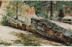 FLORA , Mississippi , 1950-60s ; 20,000 Pound Petrified Log