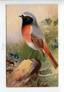 422958 HUNT Redstart Bird by RG Roland GREEN Vintage postcard