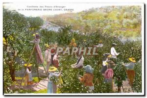 Old Postcard picking flowers & # 39oranger Parfumerie Bruno Court Grasse Sort...