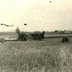 1900s 4 Horse Drawn Implement Man Farming Haying Real Photo Postcard RPPC IA A4