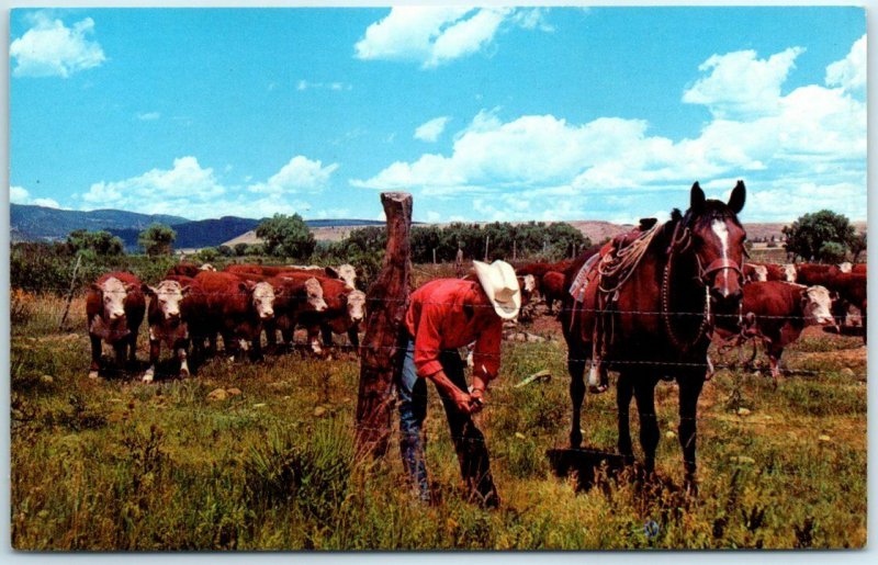 M-3987 Cowboy Repairing Fence as Whiteface Cattle Graze