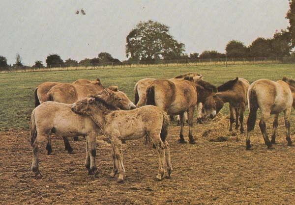 Przewalski's Wild Horse Horses Marwell Zoo Zoological Park Winchester Postcard