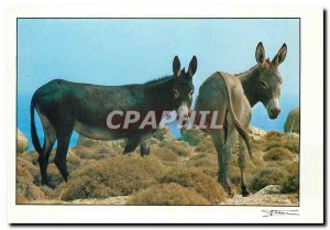 Modern Postcard Donkey Mule