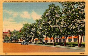 Arkansas Hot Springs Beautiful Magnolia Trees Bordering Bath House Row and Pr...