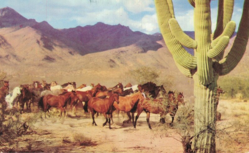 USA Wild Horse Roundup Arizona Chrome Postcard 08.11