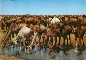 Postcard Chameux Camels Morocco