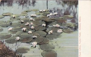 Maine Auburn Pond Lillies On Taylor Pond