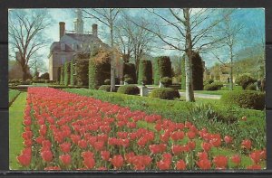 Virginia, Williamsburg - Tulip Time - Governor's Palace - [VA-400]
