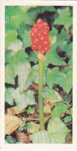 Brooke Bond Vintage Trade Card Woodland Wildlife 1980 No 38 Cuckoo Pint