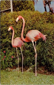 Florida Silver Springs Flamingos Ross Allen Repitle Institute FL Postcard VTG  