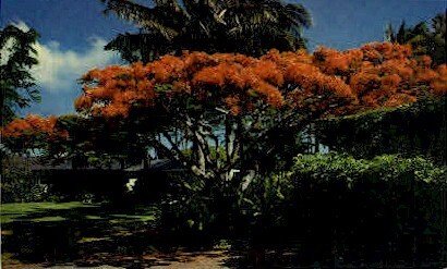 The Flame Tree - Misc, Hawaii HI