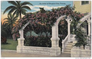 FLORIDA, 1900-1910's; An Arbor Of Bouganvillea