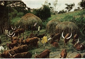 HANDCRAFTED CONTINENTAL SIZE POSTCARD KRAALS OF THE HIMA PEOPLE UGANDA 