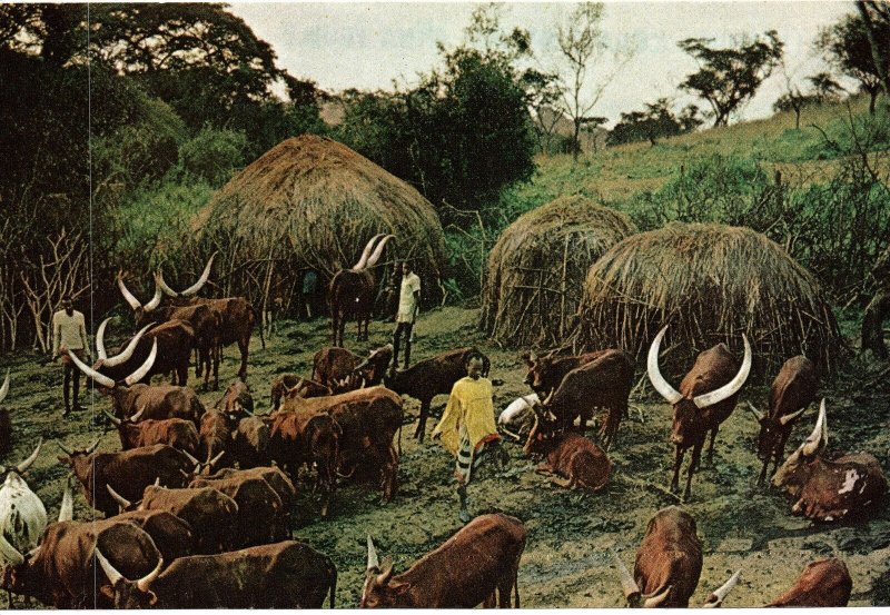 HANDCRAFTED CONTINENTAL SIZE POSTCARD KRAALS OF THE HIMA PEOPLE UGANDA 