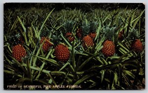 Farming~Field of Pineapples Pine Apples Florida~Vintage Postcard