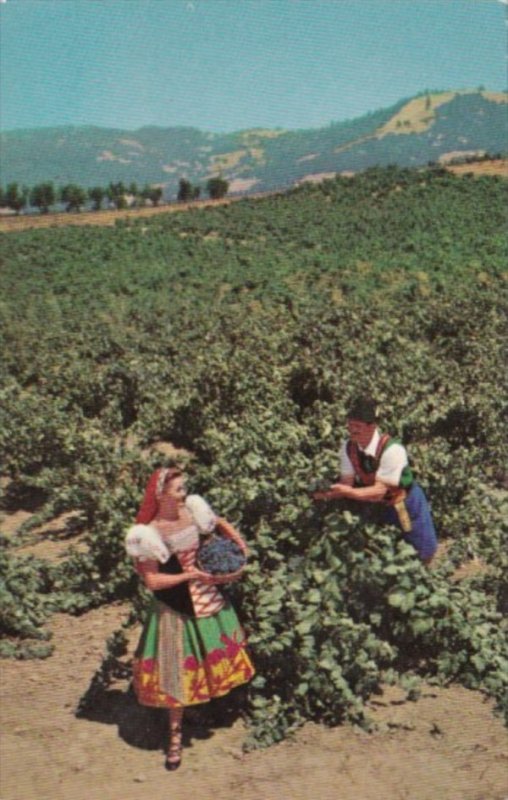 Italian Swiss Colony Vineyard Scene At Asti Sonoma County California