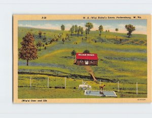 Postcard Deer and Elk, W. H. (Wig) Bickels Estate, Parkersburg, West Virginia