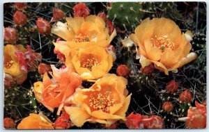 Postcard - Prickly Pear