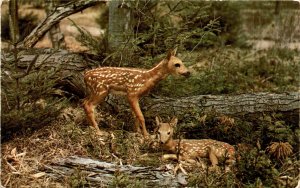 Sturgeon Bay, Wisconsin, baby fawns, Kodachrome, Valence V, Dextone Bea Postcard