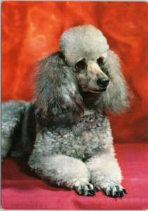 postcard dog - French Poodle on red background - Pierre