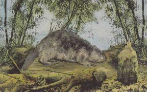 Beaver with cut down tree - Copyright 1970 by Nature Press