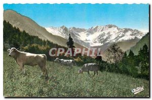 Postcard Modern Landscapes Alpestres Pasture Cows