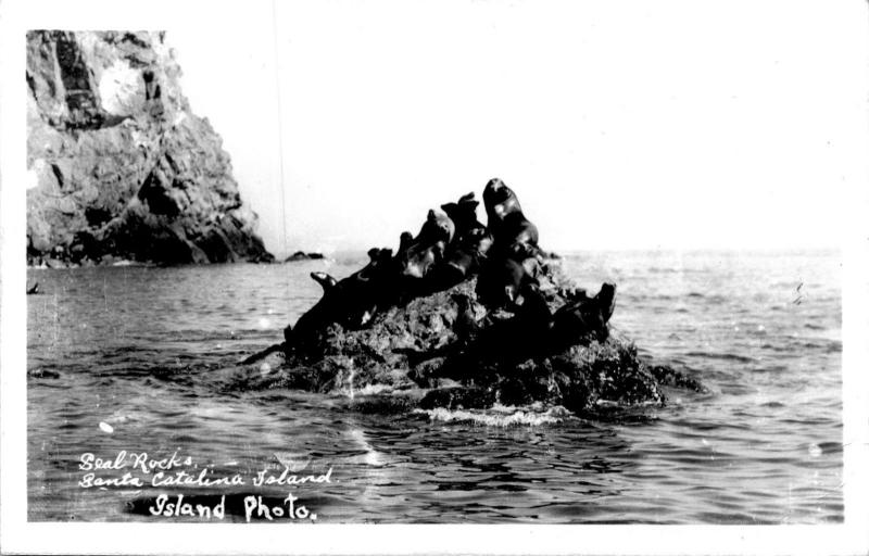 RPPC Seal Rocks, Santa Catalina Island Vintage Photo Postcard A24