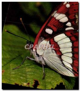 Postcard Modern Butterfly Limenitis Anonyma Lewis