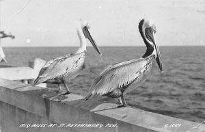 Big Bills  St Petersburg, Florida, real photo Pelicans 1953 
