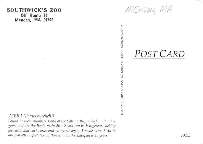 Zebra - Southwick's Zoo, Mendon, MA