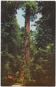 The Parson Jones Giant Redwood Tree Near Guerneville California