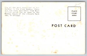 Diana Monkey   Lincoln Park  Chicago  Illinois  Postcard