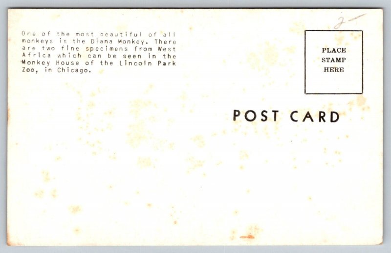 Diana Monkey   Lincoln Park  Chicago  Illinois  Postcard