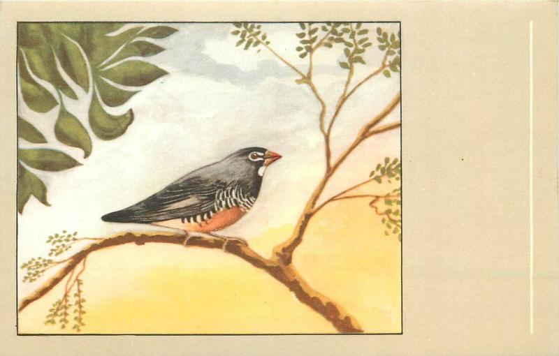 South african quail finch quail bird postcard