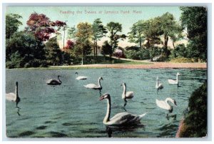 Feeding The Swans At Jamaica Pond Massachusetts MA Unposted Vintage Postcard