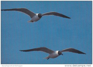 Match Pair Sea Gulls Myrtle Beach South Carolina