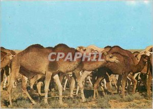 Modern Postcard A herd of camels