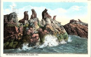 c1920 CATALINA ISLAND CALIFORNIA SEALS ON ROCKS POSTCARD 42-126