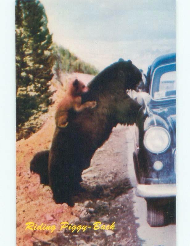 1950's BABY BEAR CHECKS CAR IN ROCKY MOUNTAINS Banff & Lake Louise AB E7956