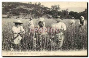 Old Postcard picking tuberous Cote d & # 39Azur