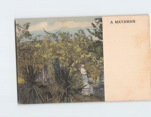 Postcard A Mayaman Forest Scene