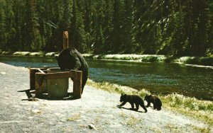 Vintage Postcard Yellowstone Mother Bear & Cubs Yellowstone National Park