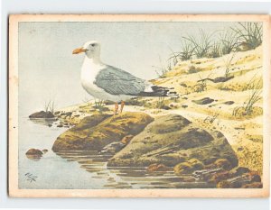 Postcard Beautiful Seagull Painting