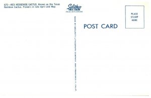 Red Hedgehog Cactus Known As The Texas Rainbow Cactus Cactus Postcard