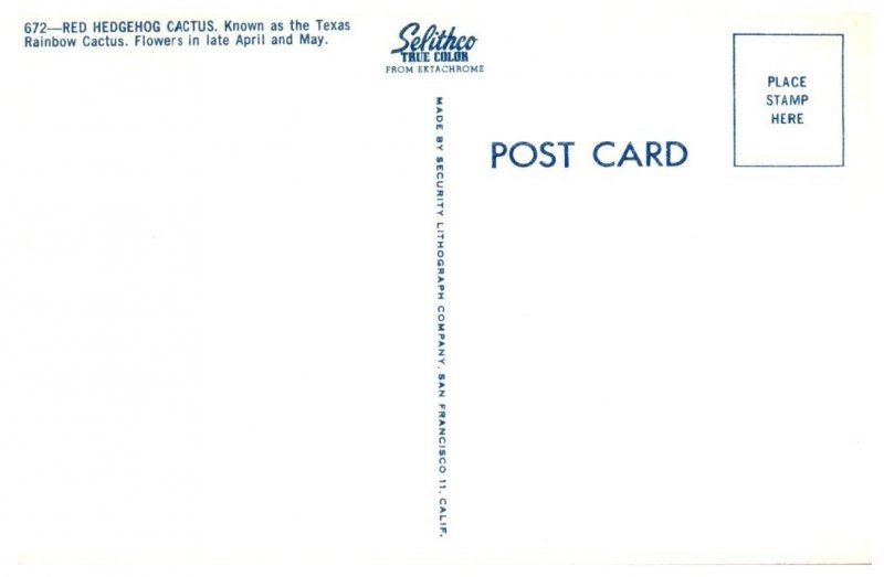 Red Hedgehog Cactus Known As The Texas Rainbow Cactus Cactus Postcard