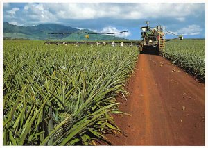 A Beautiful Day For Picking Pineapples In, Hawaii  