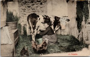 Cow Being Milked 'A Petable' Farming Agriculture Unknown Location Postcard G53