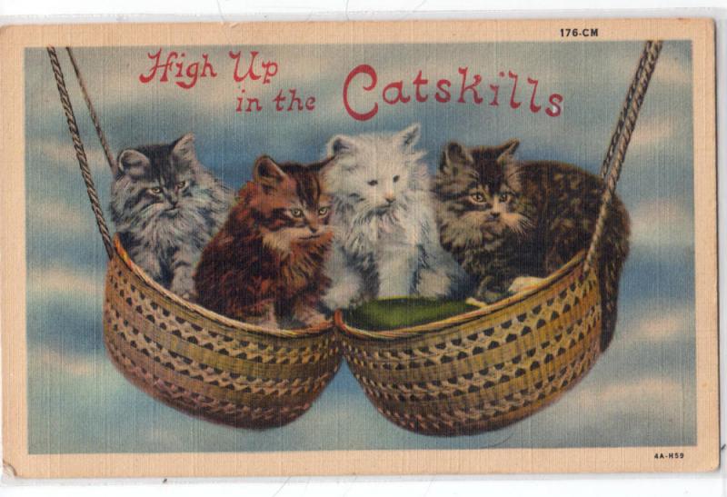 Catskill Cats