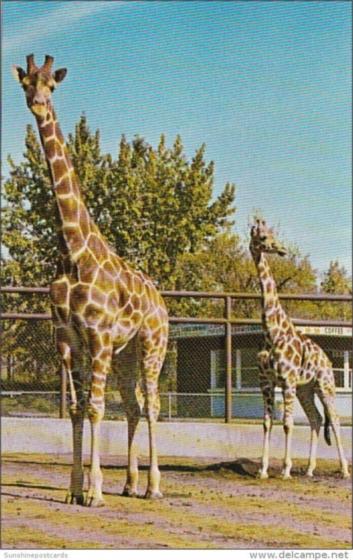 Canada Calgary Giraffes Katie & Charlie The Calgary Zoo