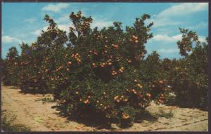 Orange Groves,Florida Postcard